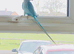 Very beautiful blue Indian ringnick parrot