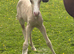 Stunning filly