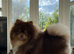 KC reg True teddybear Pom puppies RARE colours!