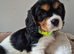 6 Cavalier King Charles Spaniel puppies