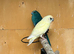 Mixed kakariki