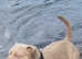 Akbc registered pocket bully for stud