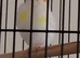 Syberian goldfinch