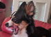 Teddy the jackchi stud