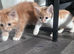 Adorable Kittens for Sale