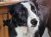 6 month female puppy