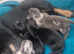 Last girl miniature dachshunds READY NOW