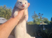 Sandy and light sandy semi angora jills- mum is full chocolate- dad is half micro full angora- 6months old.