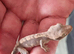 Baby crested gecko