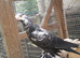 Uzbek and polish butterfly pigeons