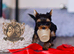 * READY NOW* MINIATURE YORKSHIRE TERRIERS KC DNA TESTED PARENTS
