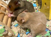 Beautiful Syrian Hamsters