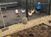 Chicken eggs