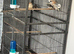6 pair and cage