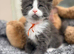 6 Beautiful full pedigree TICA registered Maine Coon kittens