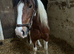 Lovely 2year old filly for sale