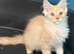 Stunning TICA Registered Maine Coon Kittens