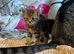 Kittens looking for forever homes