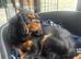 Beautiful KC reg 3yr old girl