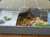 Friendly Grey & white male fancy mouse with full set up