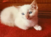 Flame Point And Seal Point Ragdoll Kittens