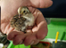 Jumbo Corturnix Quail Chicks