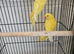 Lutino Ringneck 3 months old