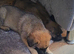 BELGIAN MALINOIS PUPPIES FOR SALE