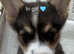 Gorgous dna clear pembs corgi pups