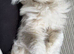 2 x British longhair x Mainecoon Males