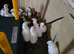 Guinea fowl keets
