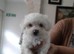 Bichon