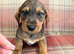 Ready to go Schnoxie pups ,