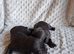 6 stunning working cocker spaniels