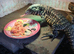 Tegu monitor female