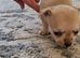 chihuahuas ready to leave 2 weeks.