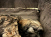 Puppies for sale