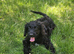 Cockapoo puppies F1