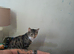 LOOKING FOR A MALE KITTEN