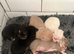 Chihuahua pups 3 (available)
