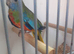 Splendid Parakeets 1 pair only