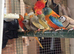 Star finch pairs