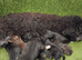 Jackapoo puppies ready to leave