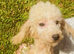 lyncham toy poodle