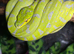 CB24 Sorong x Biak Female