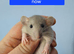 Dumbo rats male and female Ready Now !