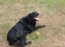 Border collie cross