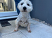 West highland terrier stud