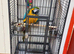 Baby blue and gold macaw
