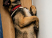 German shepherd cross turkish kangal puppy 14 weeks